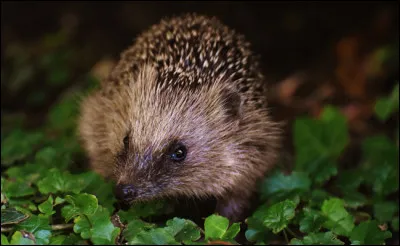 À quel moment de la journée, peut-on rencontrer un hérisson ?