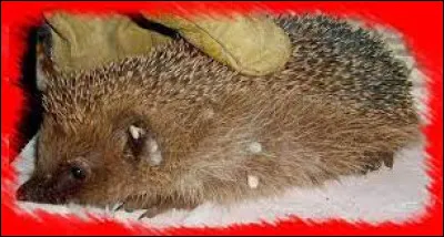 Il est très rare de croiser un hérisson en journée. Lorsque cest le cas, il est en danger de mort à cause :