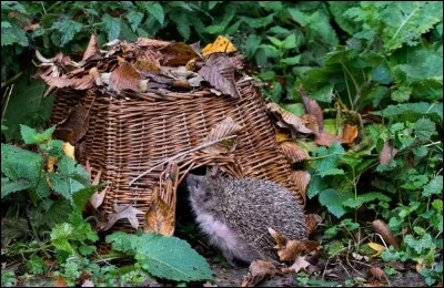 Quest-ce qui est rédhibitoire pour quun hérisson élise domicile dans votre jardin ?