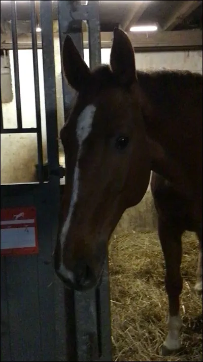 Quatrième astuce, on a tous déjà râlé contre notre cheval qui fait son crottin au milieu de lécurie quand on vient de ranger la pelle. On peut mettre un seau pour récupérer le crottin sans avoir à passer la pelle. Cette astuce marche-t-elle ?