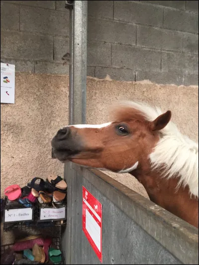 Cinquième astuce, bon, on ne va pas se mentir, les boots et les bottes déquitation, ça ne sent pas la rose. On peut mettre un sachet de thé ou un désodorisantant pour voiture dans les boots ou les bottes pendant toute la nuit pour que ça sente meilleur. Cette astuce marche-t-elle ?
