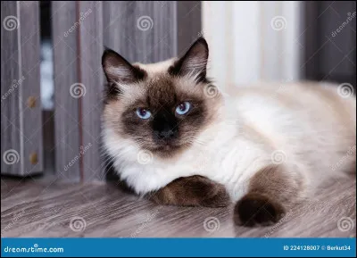 La cheffe a décidé, ce sera Pelage de Louve qui la secondera ! Quelle place dans le Clan occupe maintenant Pelage de Louve ?