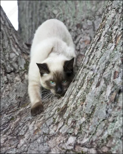 Ça y est, la cérémonie commence ! Sa cheffe, Étoile de Guépard, la renomme. Par quel mot commence son nouveau prénom ?