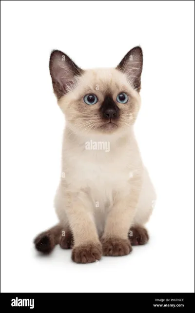 La jeune chatte a deux choix, elle peut devenir...