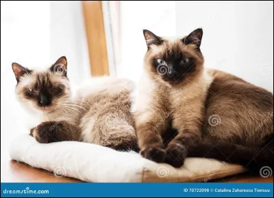 Elle a finalement choisi la voie de guerrière ! Maintenant, la cheffe va désigner un autre chat qui se chargera de son éducation. Comment appelle-t-on celui qui s'occupera de son apprentissage ?