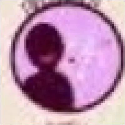 Quel est ce talent ?