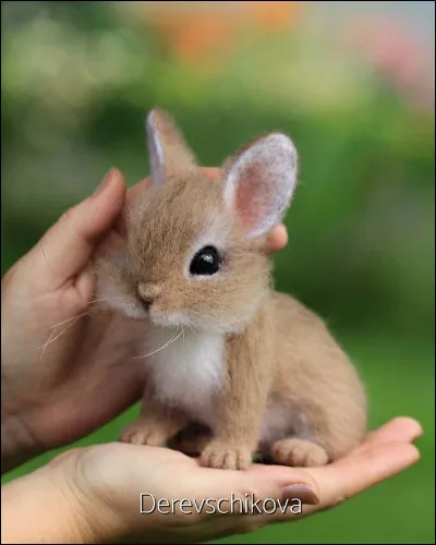 Adorable ce petit lapin, les enfants vont l'adorer !