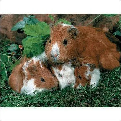 À leur naissance, les petits pèsent...