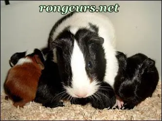 Combien de temps leurs gestations durent-elles ?