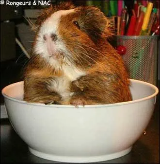 Où mange-t-on de la viande de cochons d'Inde (ce qui est cruel) ?