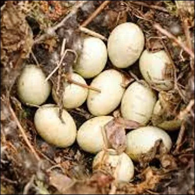 Quel oiseau est connu pour pratiquer le parasitisme de couv&eacute;e ?