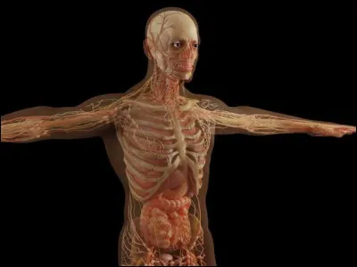 Dans quel organe du corps humain se caractérisent les synapses ?