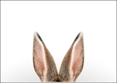 A quel animal ces oreilles appartiennent-elles ?