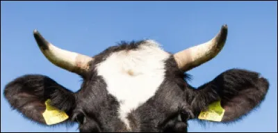 A quel animal ces oreilles appartiennent-elles ?