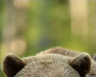 A quel animal ces oreilles appartiennent-elles ?