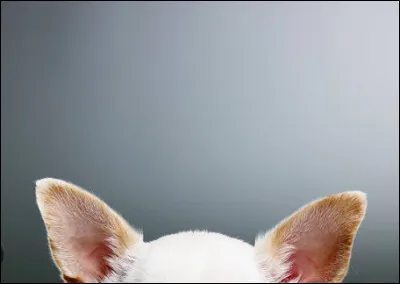 A quel animal ces oreilles appartiennent-elles ?