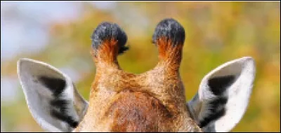 A quel animal ces oreilles appartiennent-elles ?