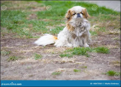 De quelle race est ce chien ?