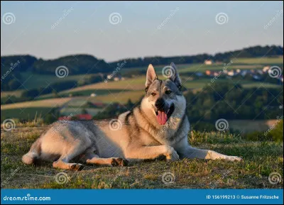 De quelle race est ce chien ?