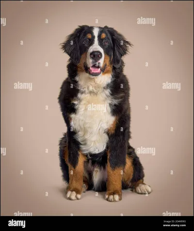 De quelle race est ce chien ?