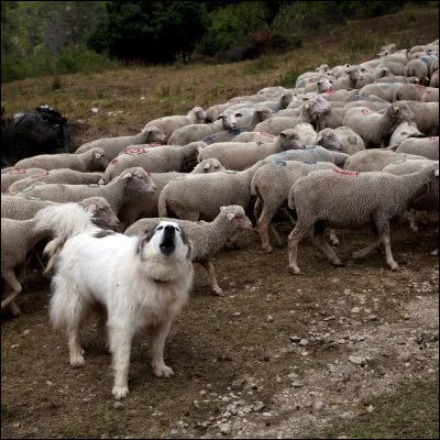 De quelle race est ce chien ?