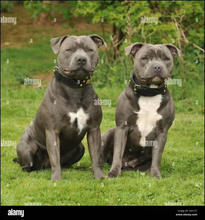 De quelle race est ce chien ?