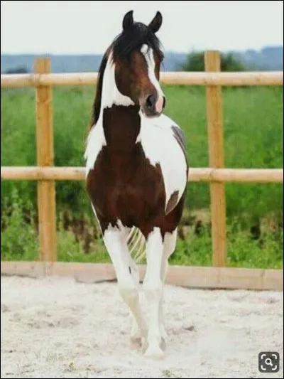 Quelle est cette robe ?