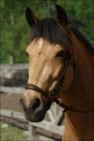 Quelle est cette robe ?