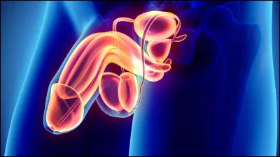 Quel est l'élément anatomique de l'organe génital masculin qui retient le prépuce à la face inférieure du gland ?