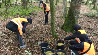 Comment nomme-t-on la production de glands ?