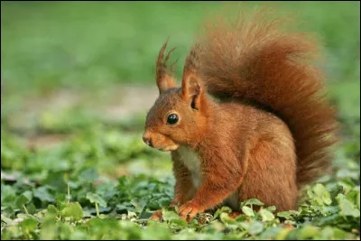 Quel est cet écureuil qui se nourrit de glands ?
