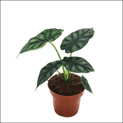 Comment traites-tu les plantes ?