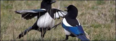 Tu vas à l'assemblée. Pendant tout le chemin, tu entends Tornade de Feu et Pelage Scintillant en train de jacasser comme des pies ! Puis, arrivé(e) à l'assemblée, tu remarques Pelage Cendré en train de fixer avec dégoût les deux "pies", puis te jeter un regard plein de compassion. Tu sens alors ton cœur battre à tout rompre !