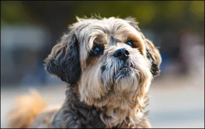 Comment dit-on ''chien'' ?