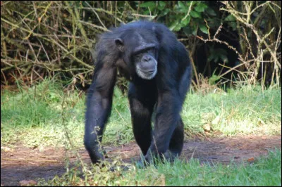 Comment dit-on ''singe'' ?