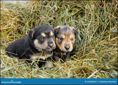 Situation. Tu trouves deux chiots abandonn&eacute;s sur le bord de la route. Que fais-tu ?