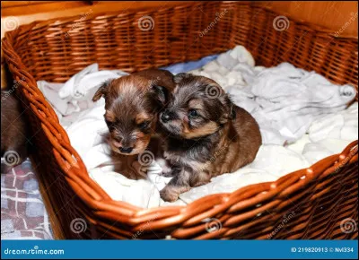 Finalement, tu as d&eacute;cid&eacute; de les prendre. O&ugrave; vas-tu les mettre chez toi ?