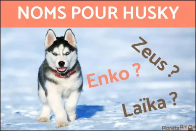 Comment vas-tu les appeler ?