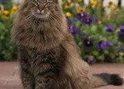 Test Pour quelle race de chat es-tu fait ?
