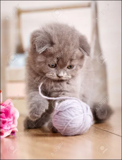 Quel est ton passe-temps favori ?