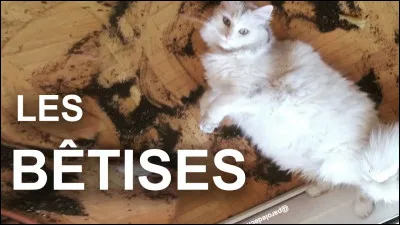 Quelle est ta bêtise préférée ?