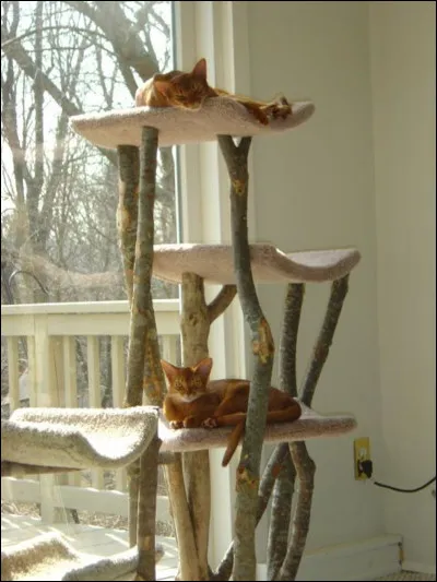 Quel est ton arbre à chat préféré ?