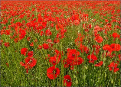 Quels mois comportent 28 jours ?