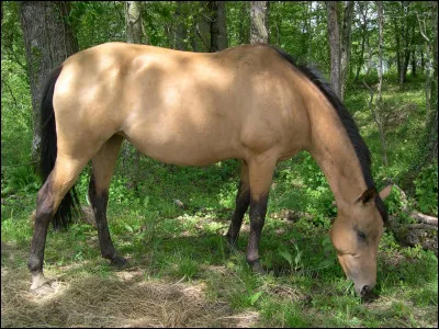 Quelle est cette robe ?