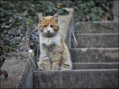Et enfin, le clan comprend ce qu'il s'est passé et te renvoie du clan. Où vas-tu ?
