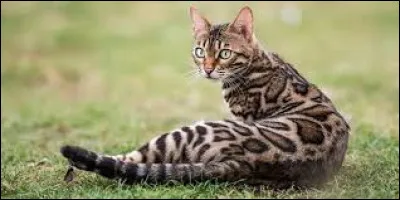 Complétez cette expression : "Faire une ... de chat".