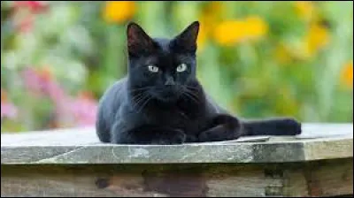 Complétez cette expression : "Une chatte n'y retrouverait pas ses...