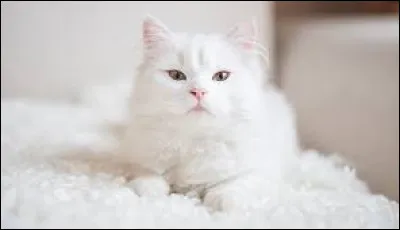 Complétez cette expression : "C'est du ... de chat".