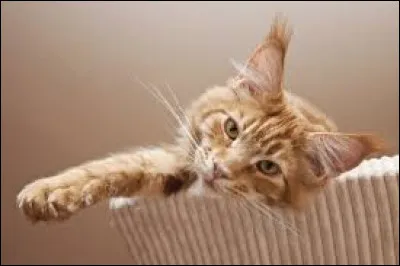 Complétez cette expression : "Avoir un chat dans la...