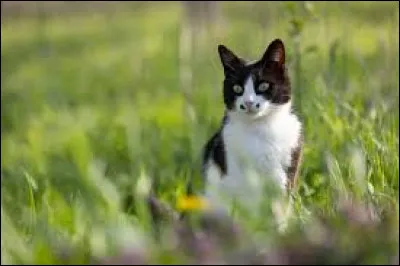 Complétez cette expression : "Chat échaudé craint l'eau...